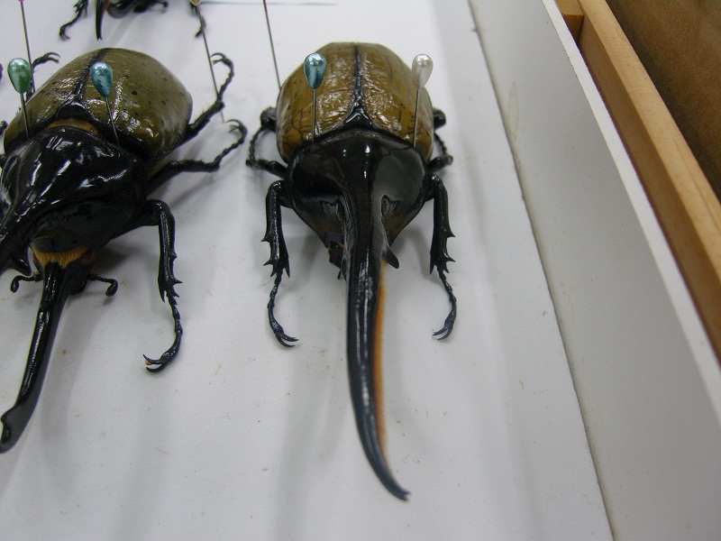 «ö¦¹¦b·sµøµ¡ÂsÄý¹Ï¤ù