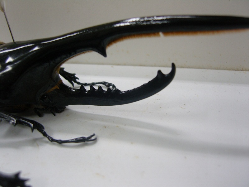 «ö¦¹¦b·sµøµ¡ÂsÄý¹Ï¤ù