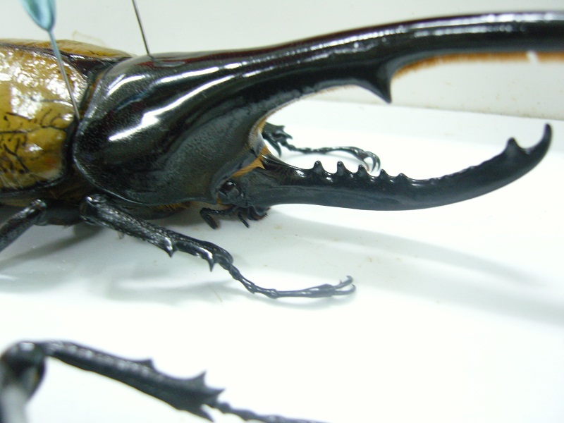 «ö¦¹¦b·sµøµ¡ÂsÄý¹Ï¤ù