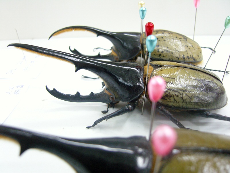 «ö¦¹¦b·sµøµ¡ÂsÄý¹Ï¤ù