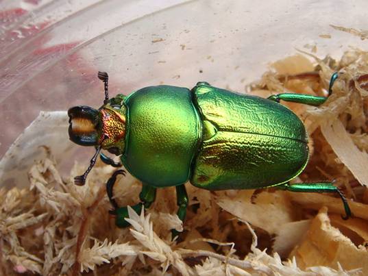 按此在新視窗瀏覽圖片