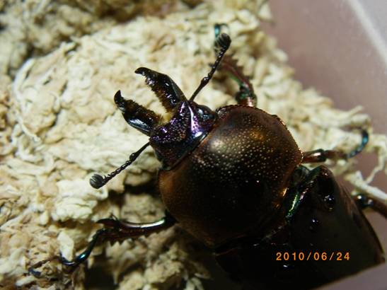 按此在新視窗瀏覽圖片