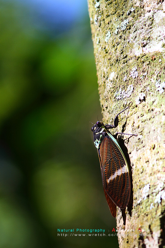 按此在新視窗瀏覽圖片