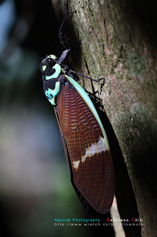 按此在新視窗瀏覽圖片