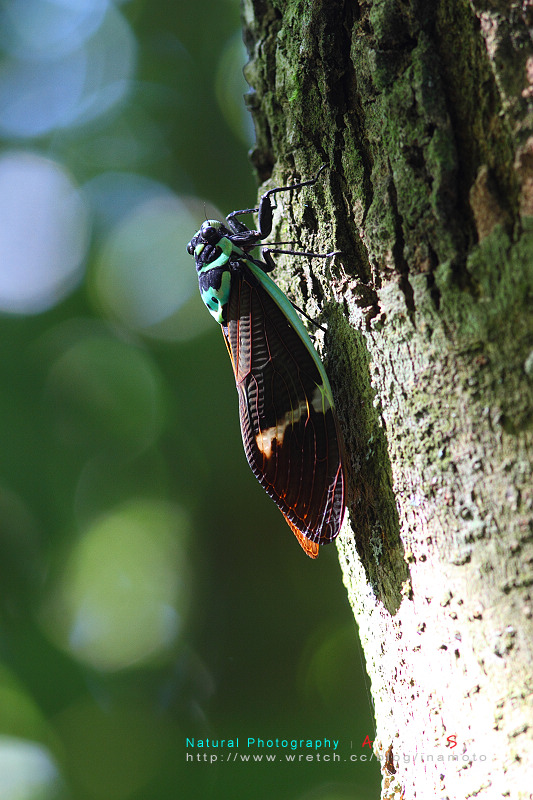 按此在新視窗瀏覽圖片