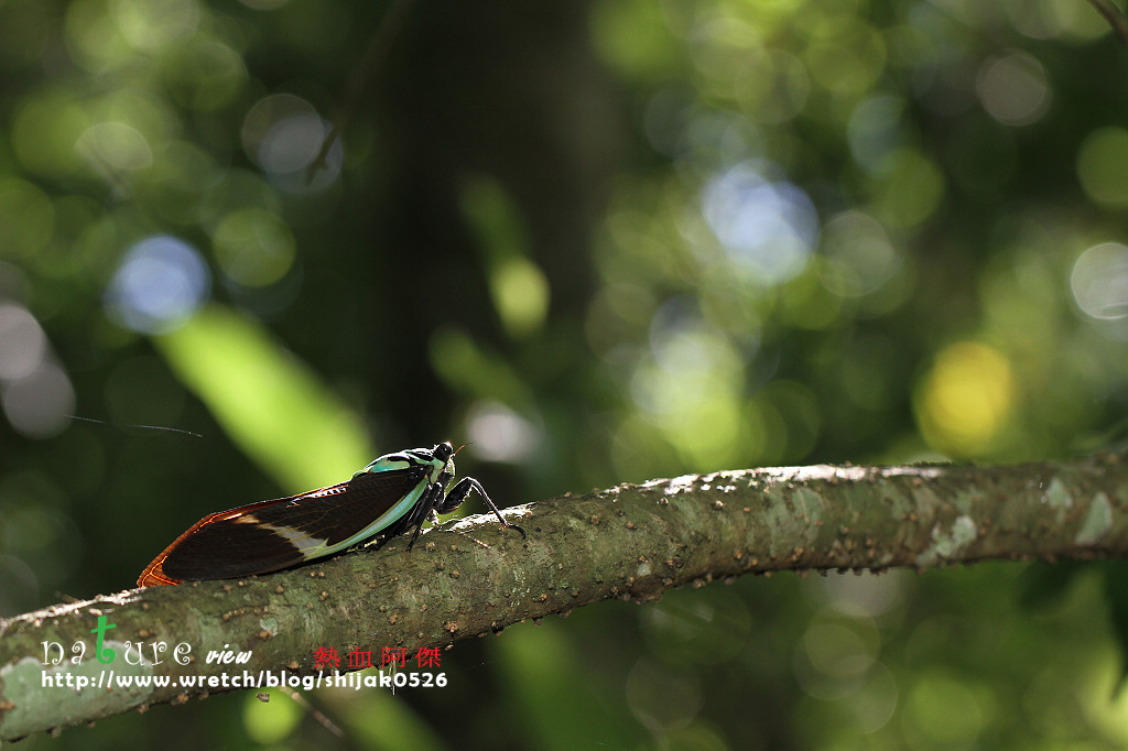 按此在新視窗瀏覽圖片