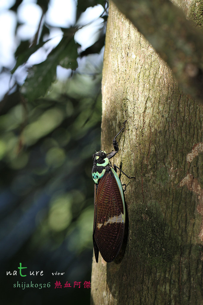 按此在新視窗瀏覽圖片
