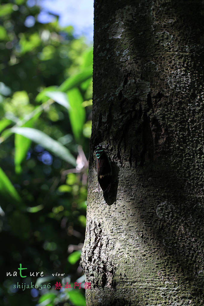 按此在新視窗瀏覽圖片