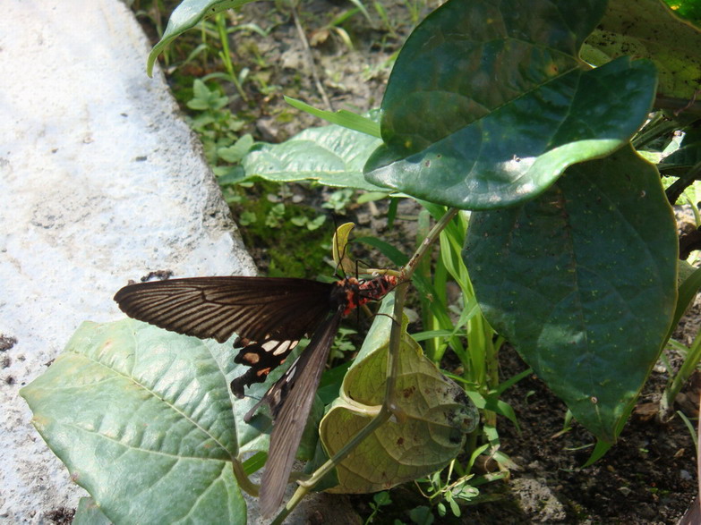 按此在新視窗瀏覽圖片