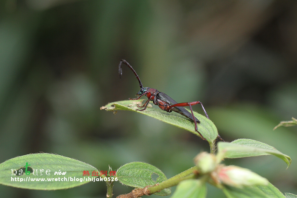 按此在新視窗瀏覽圖片