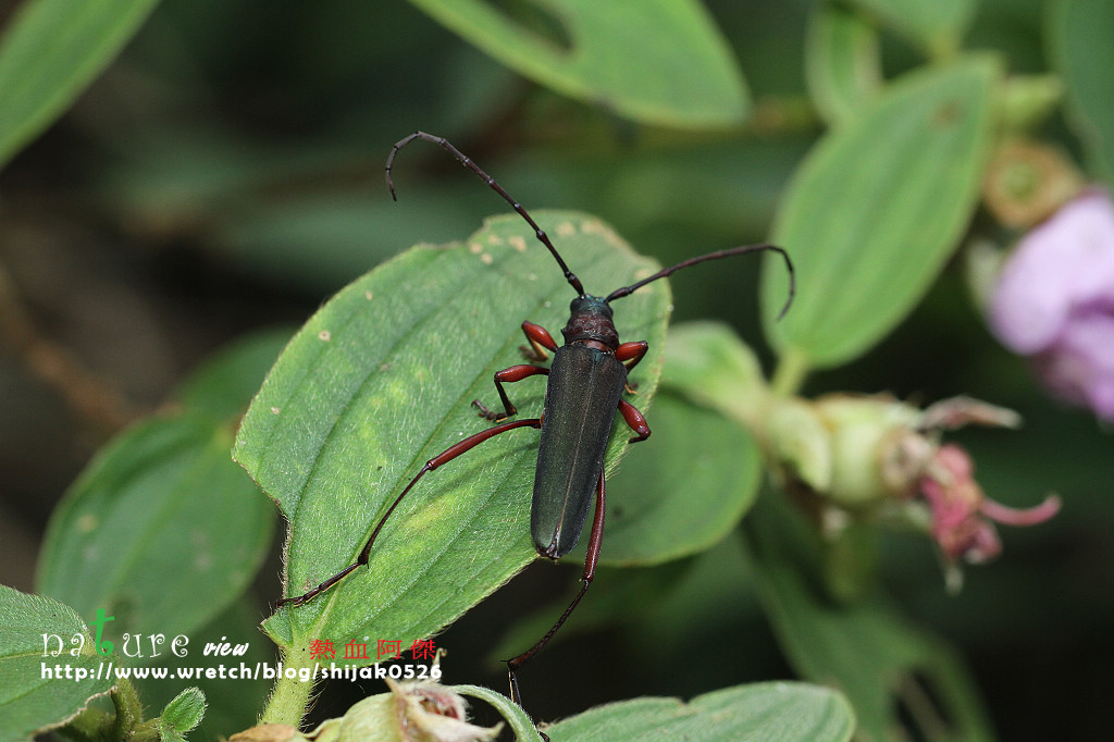 «ö¦¹¦b·sµøµ¡ÂsÄý¹Ï¤ù