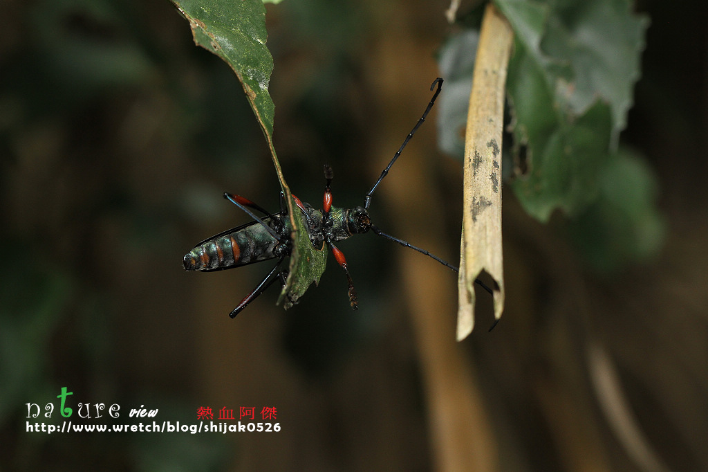 «ö¦¹¦b·sµøµ¡ÂsÄý¹Ï¤ù