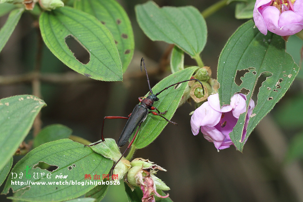 «ö¦¹¦b·sµøµ¡ÂsÄý¹Ï¤ù