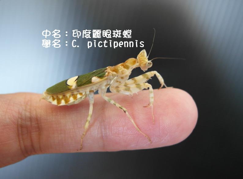 按此在新視窗瀏覽圖片