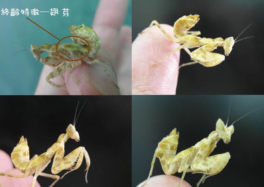 按此在新視窗瀏覽圖片