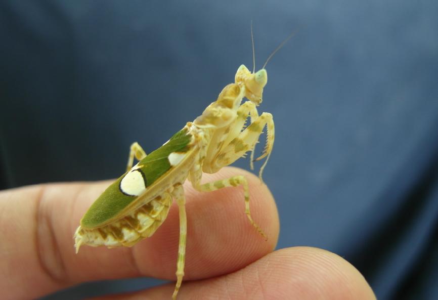 按此在新視窗瀏覽圖片