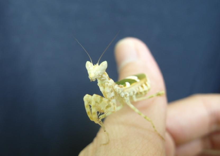 按此在新視窗瀏覽圖片