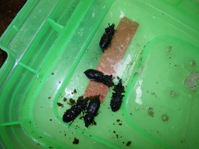 按此在新視窗瀏覽圖片