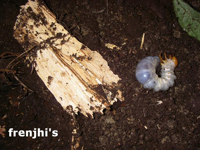 按此在新視窗瀏覽圖片