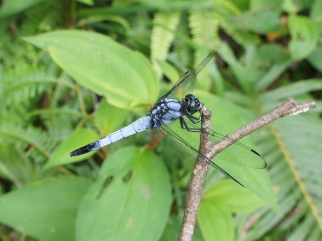 按此在新視窗瀏覽圖片