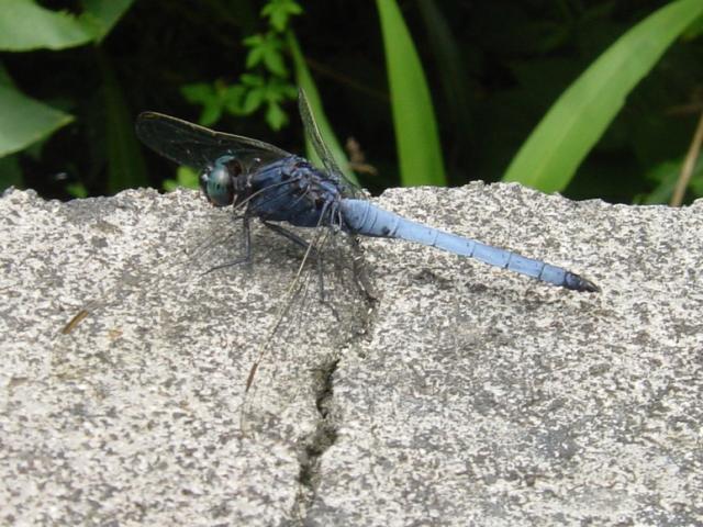 按此在新視窗瀏覽圖片