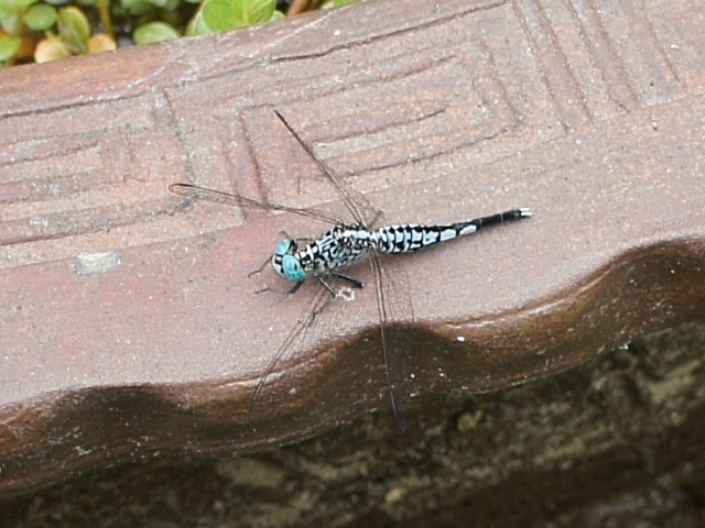 按此在新視窗瀏覽圖片