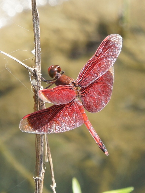 按此在新視窗瀏覽圖片