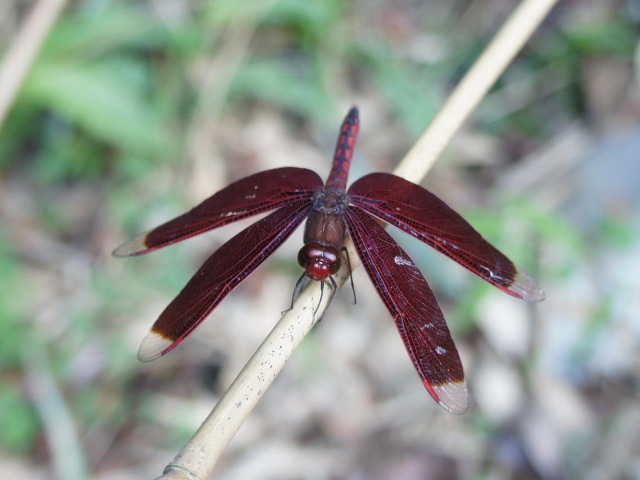 按此在新視窗瀏覽圖片