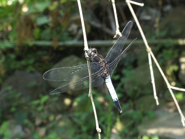 按此在新視窗瀏覽圖片