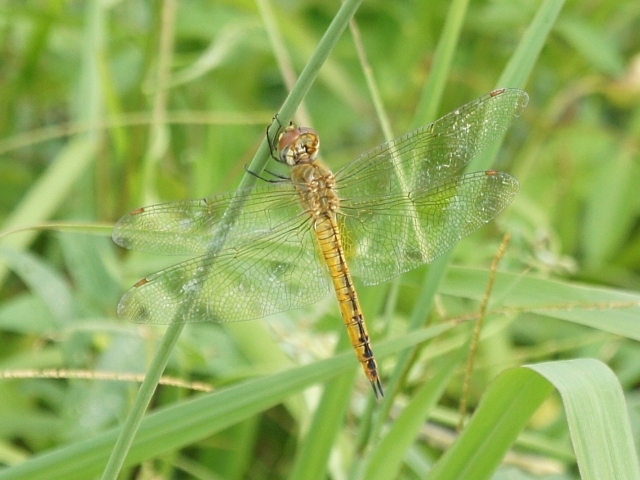 按此在新視窗瀏覽圖片