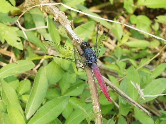 按此在新視窗瀏覽圖片