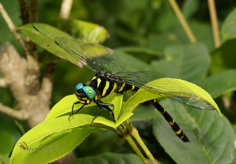 按此在新視窗瀏覽圖片