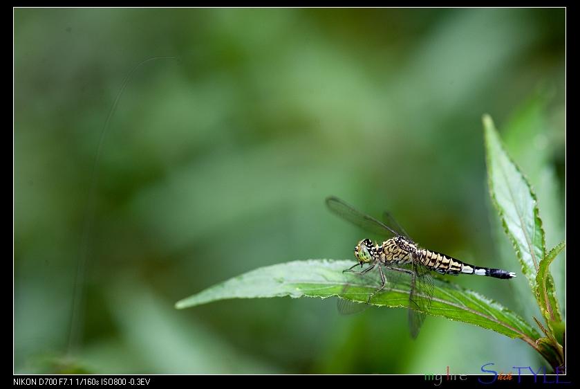 按此在新視窗瀏覽圖片