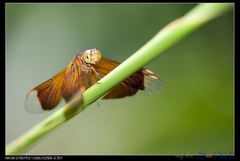 按此在新視窗瀏覽圖片