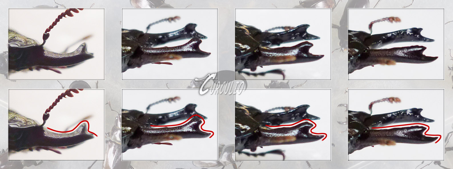 «ö¦¹¦b·sµøµ¡ÂsÄý¹Ï¤ù