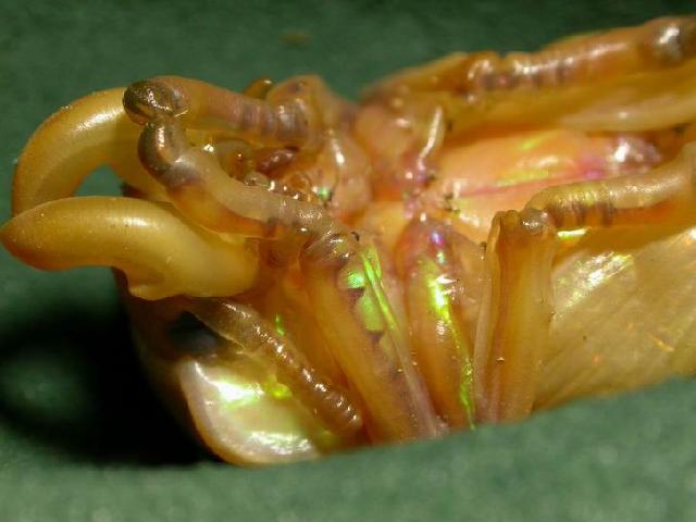 按此在新視窗瀏覽圖片