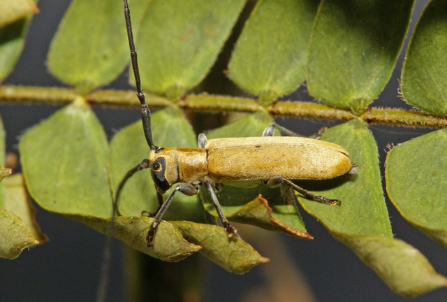 «ö¦¹¦b·sµøµ¡ÂsÄý¹Ï¤ù