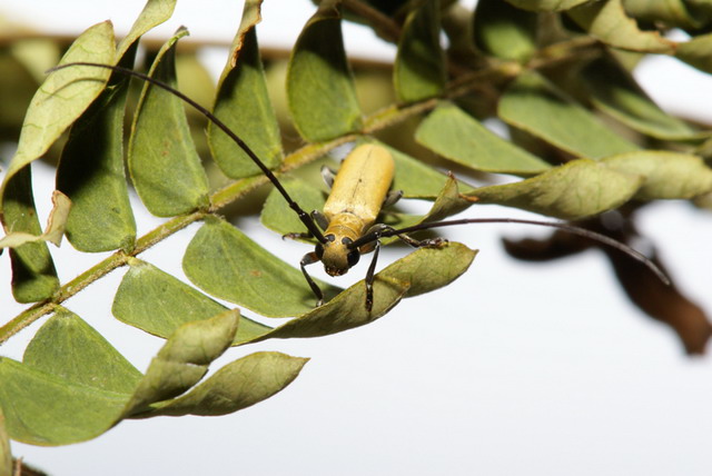 «ö¦¹¦b·sµøµ¡ÂsÄý¹Ï¤ù