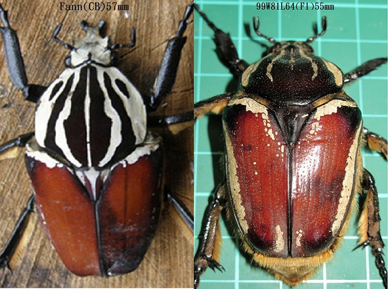 «ö¦¹¦b·sµøµ¡ÂsÄý¹Ï¤ù