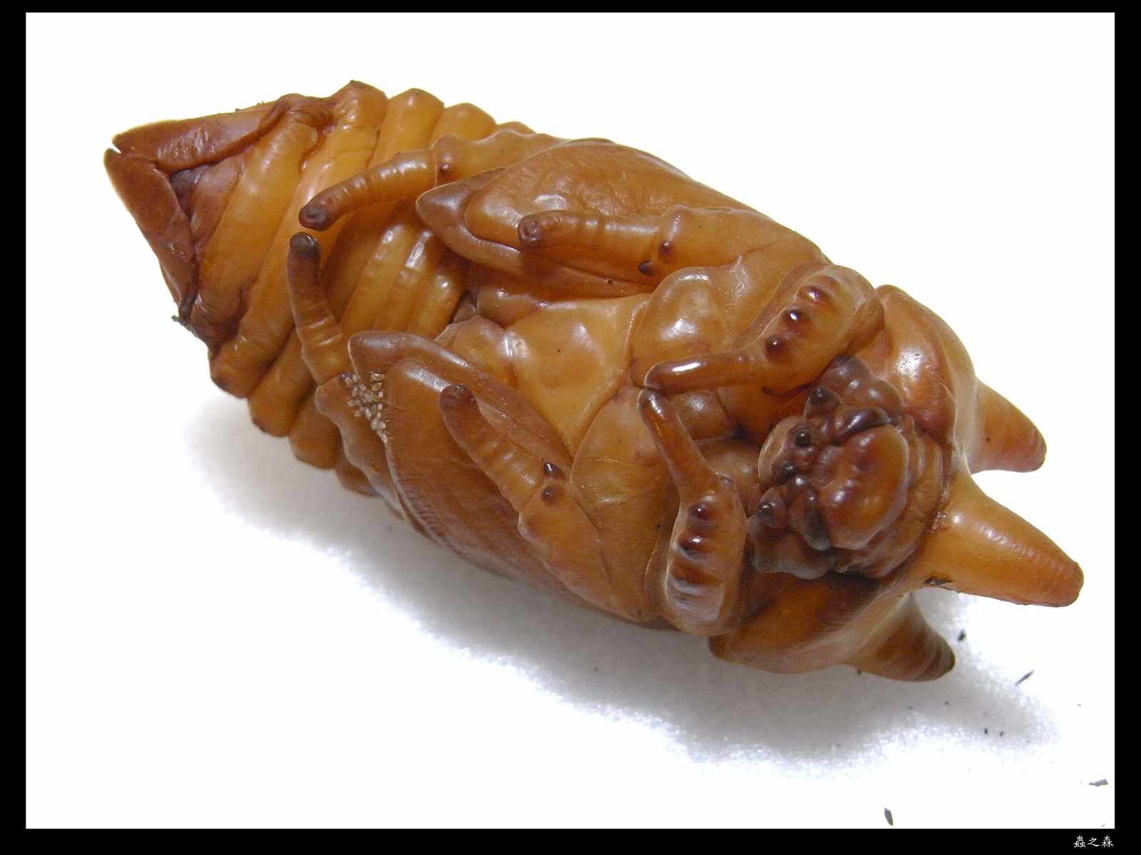 按此在新視窗瀏覽圖片