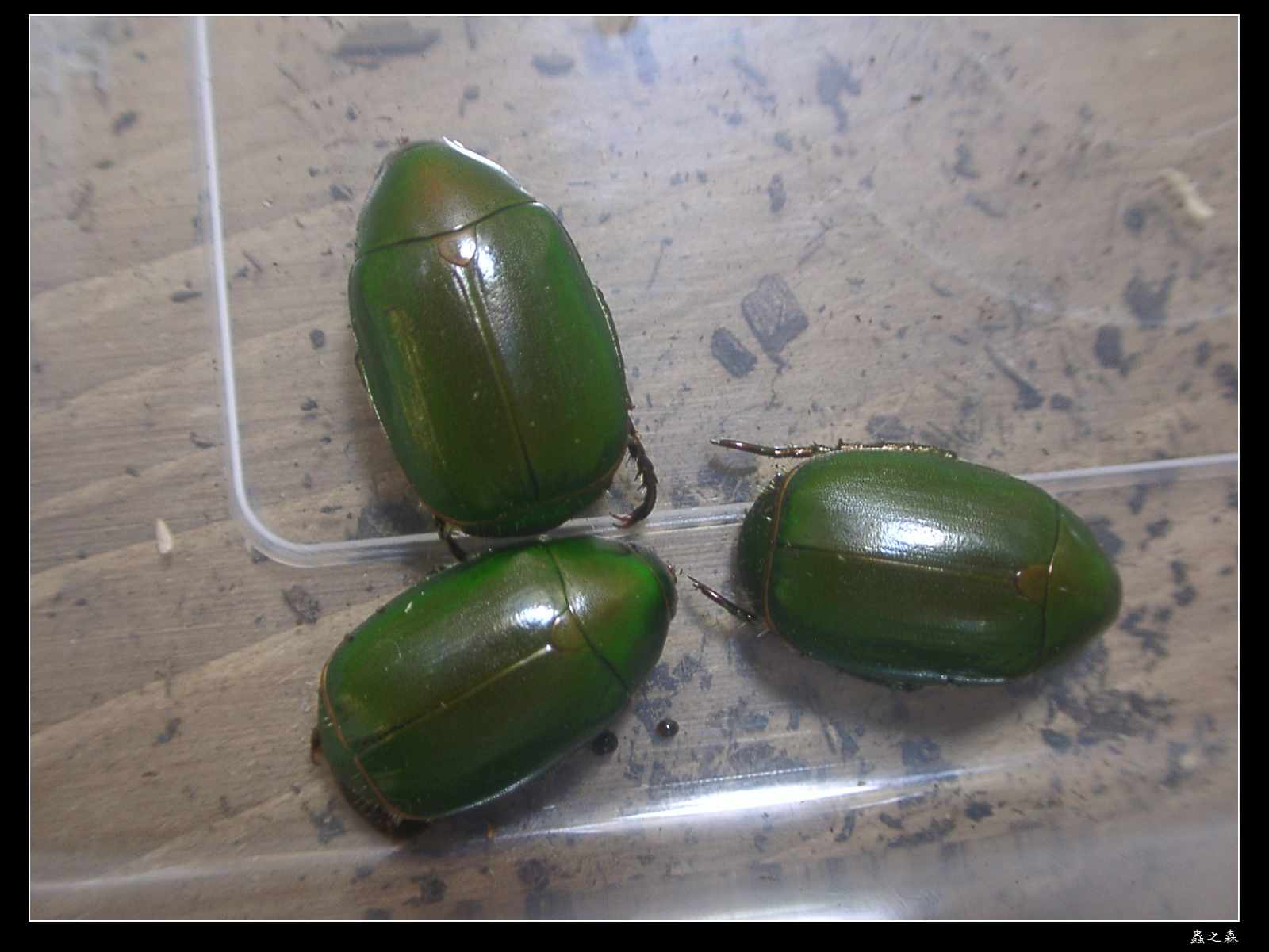 按此在新視窗瀏覽圖片