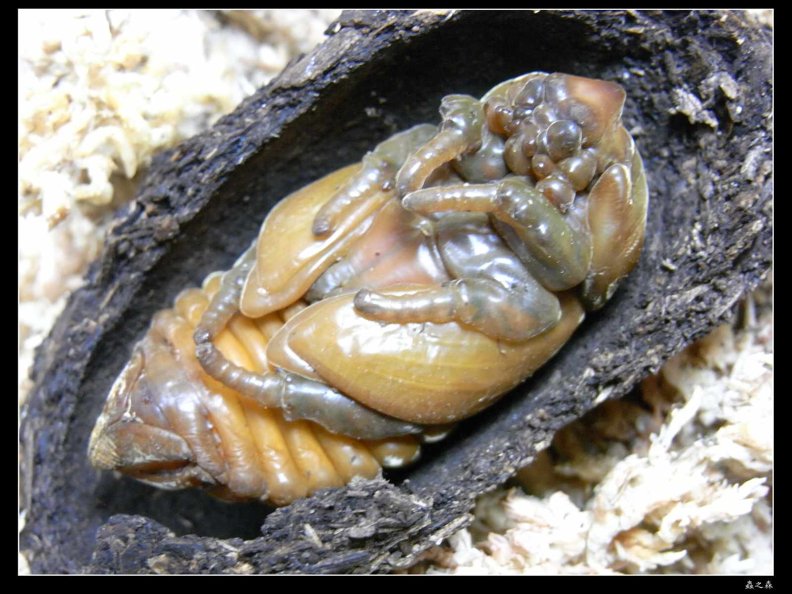 按此在新視窗瀏覽圖片