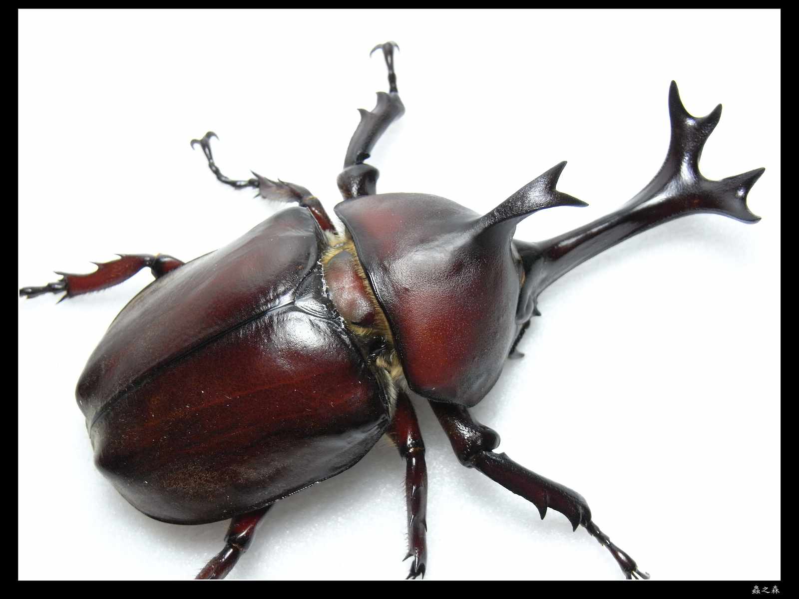 按此在新視窗瀏覽圖片