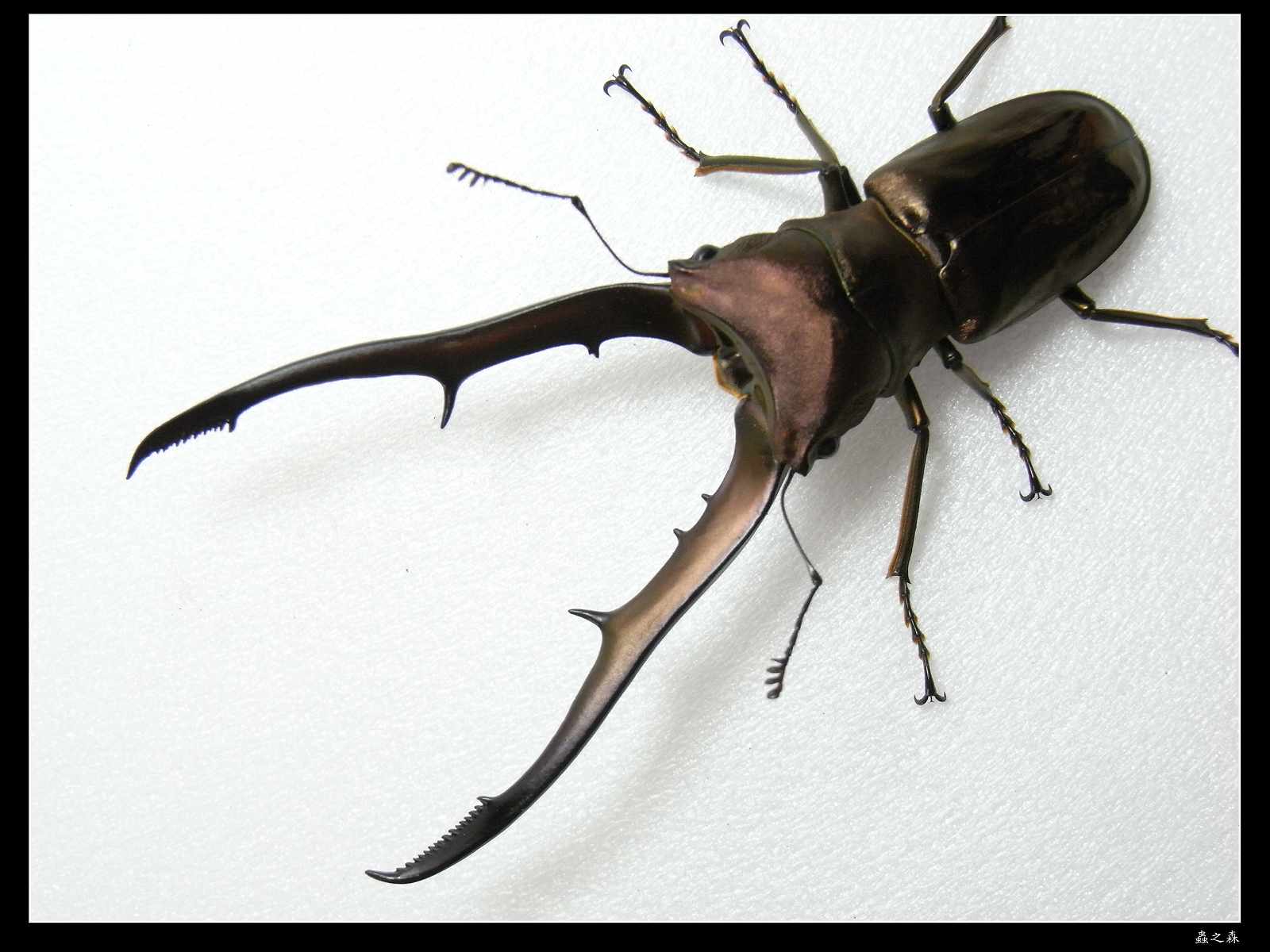 按此在新視窗瀏覽圖片