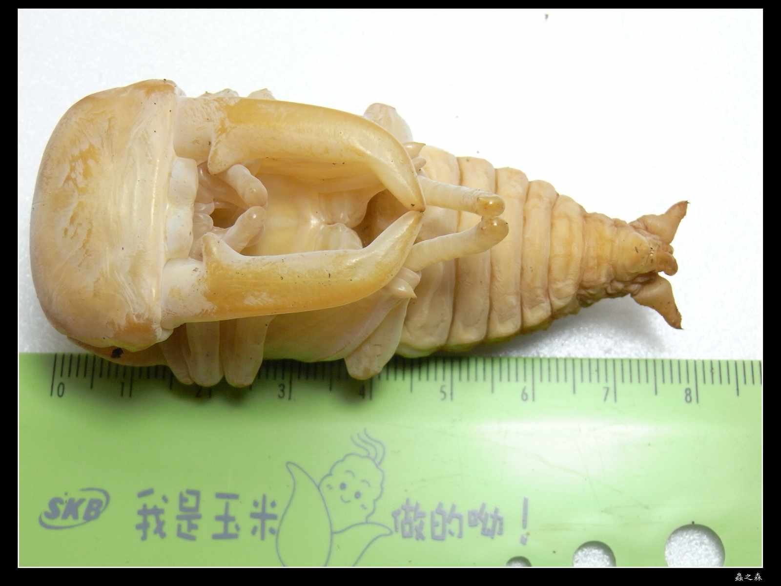 按此在新視窗瀏覽圖片