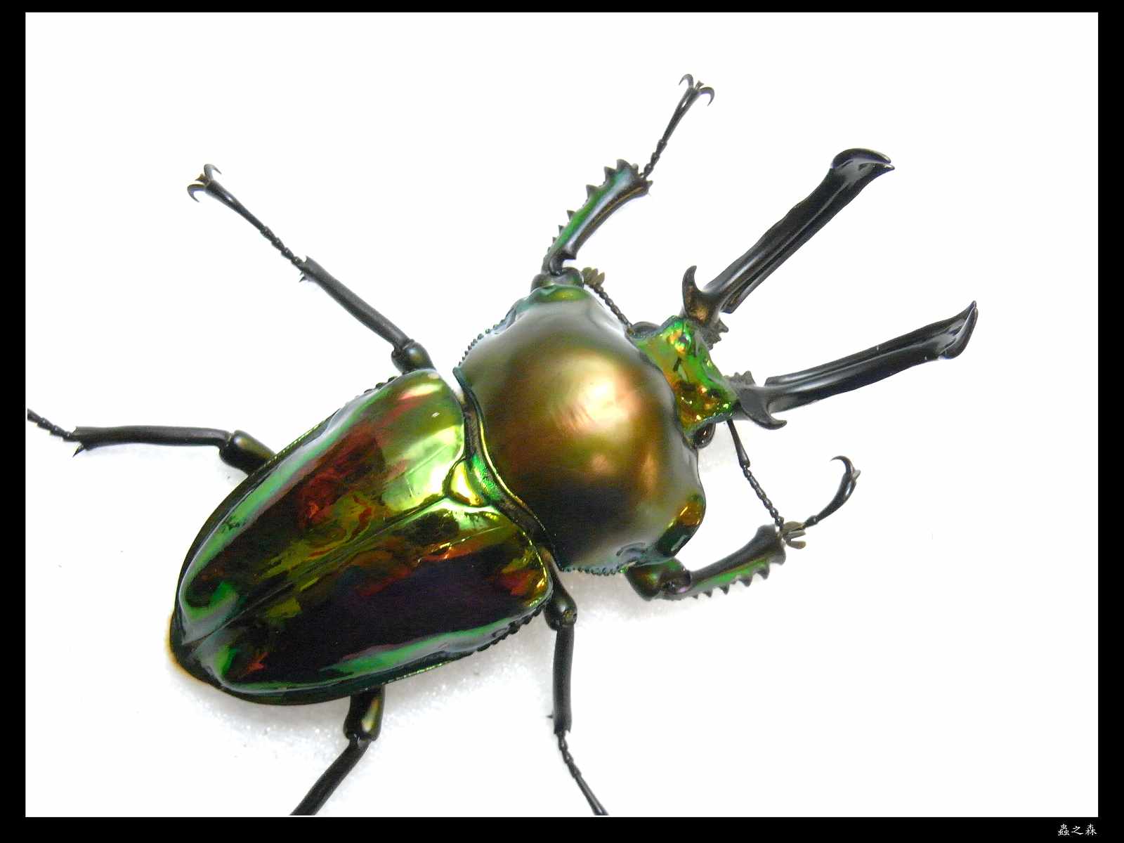 按此在新視窗瀏覽圖片