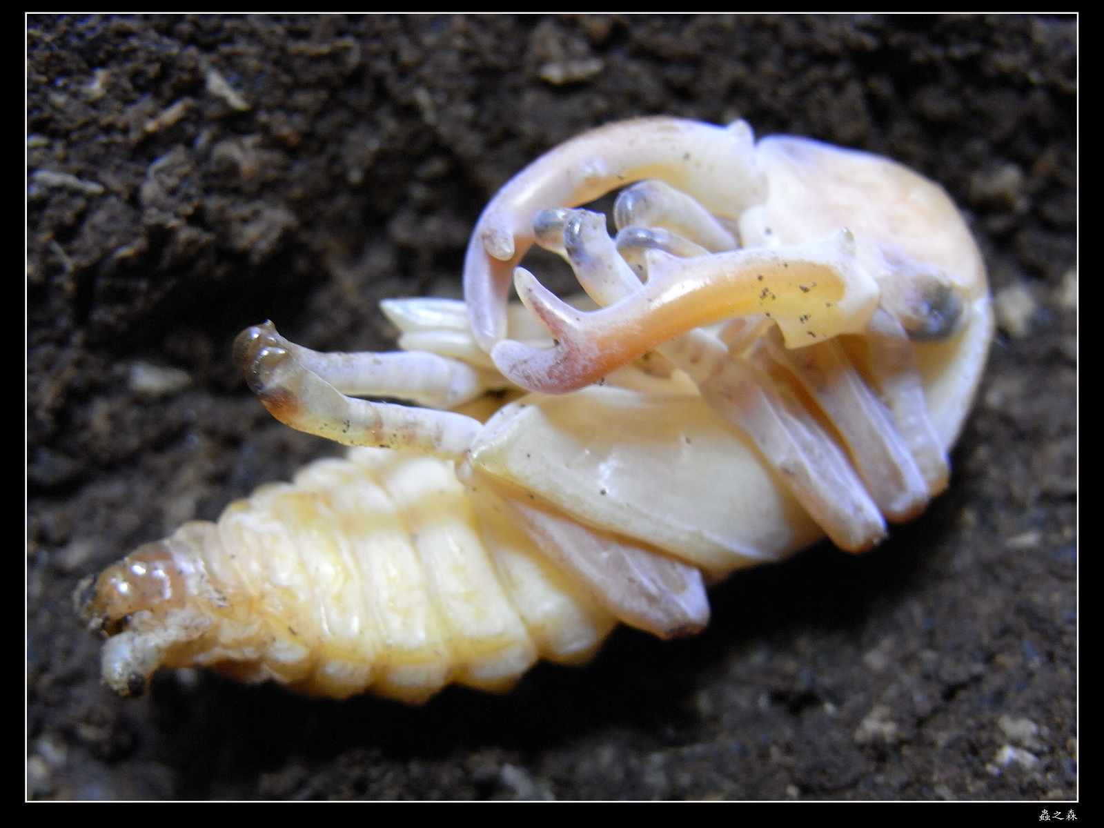 按此在新視窗瀏覽圖片