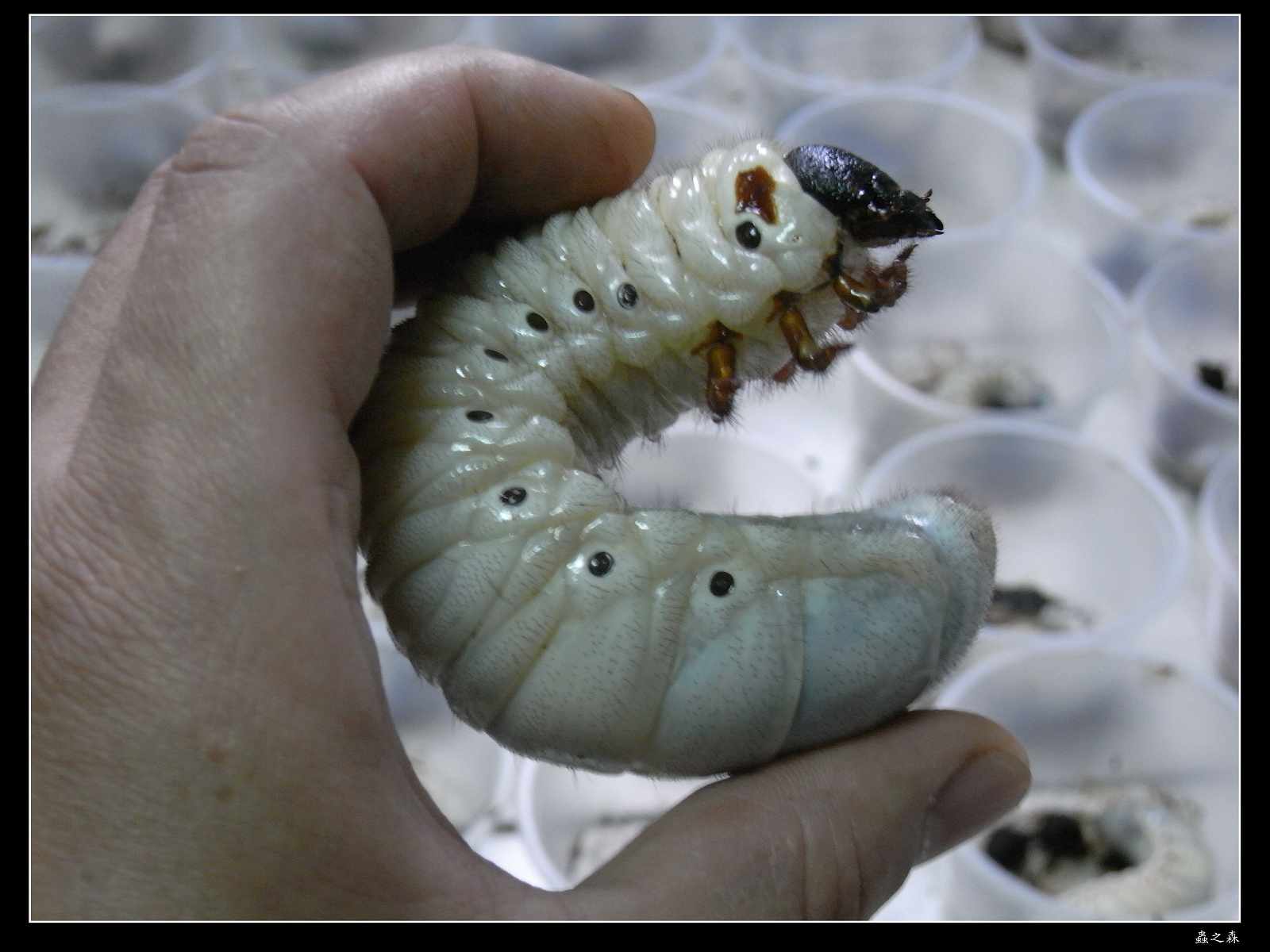 按此在新視窗瀏覽圖片