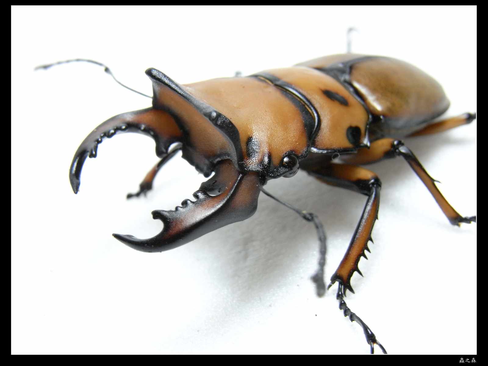 按此在新視窗瀏覽圖片