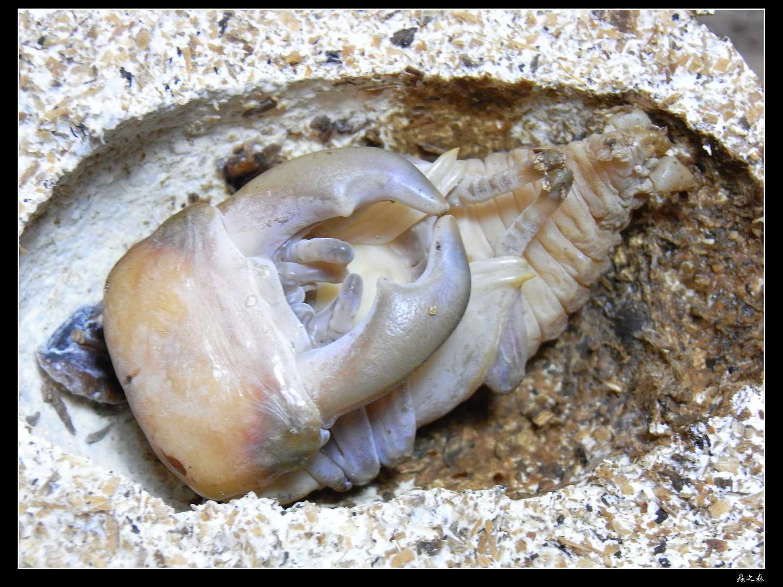 按此在新視窗瀏覽圖片